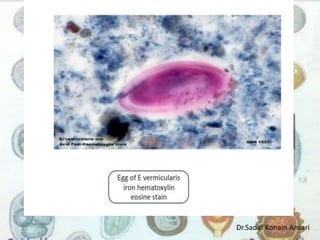 Dr.Sadaf Konain Ansari 
 