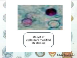 Dr.Sadaf Konain Ansari 
 