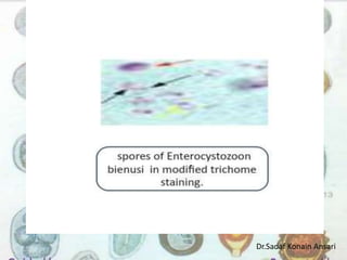 Dr.Sadaf Konain Ansari 
 