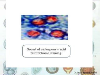 Dr.Sadaf Konain Ansari 
 