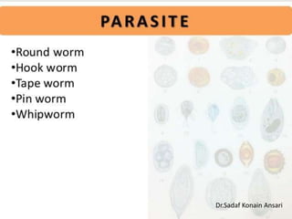 Dr.Sadaf Konain Ansari 
 