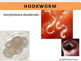 Dr.Sadaf Konain Ansari 
 