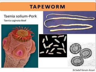 Dr.Sadaf Konain Ansari 
 