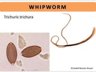 Dr.Sadaf Konain Ansari 
 