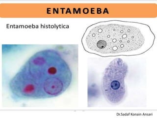 Dr.Sadaf Konain Ansari 
 