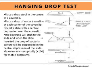 Dr.Sadaf Konain Ansari 
 