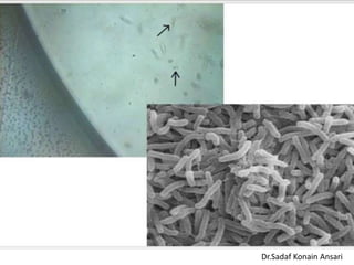 Dr.Sadaf Konain Ansari 
 