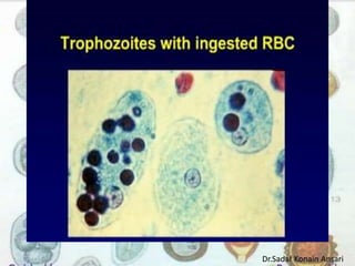 Dr.Sadaf Konain Ansari 
 