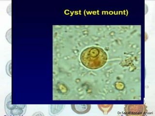 Dr.Sadaf Konain Ansari 
 