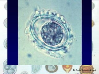 Dr.Sadaf Konain Ansari 
 