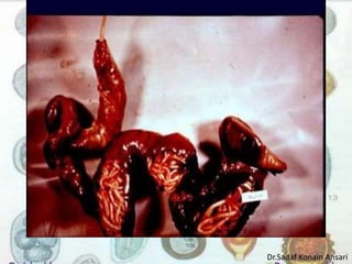 Dr.Sadaf Konain Ansari 
 