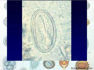 Dr.Sadaf Konain Ansari 
 