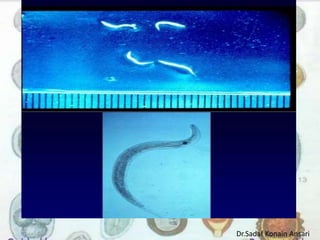 Dr.Sadaf Konain Ansari 
 