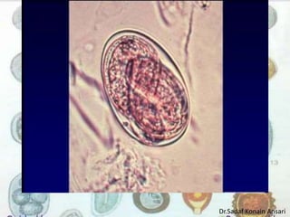 Dr.Sadaf Konain Ansari 
 