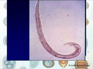 Dr.Sadaf Konain Ansari 
 