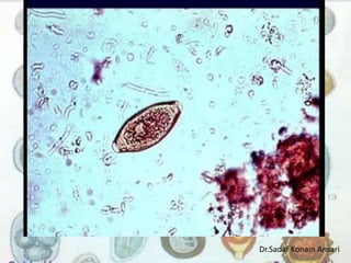 Dr.Sadaf Konain Ansari 
 