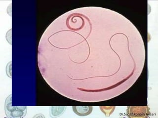 Dr.Sadaf Konain Ansari 
 