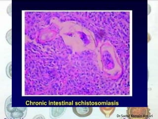 Dr.Sadaf Konain Ansari 
 