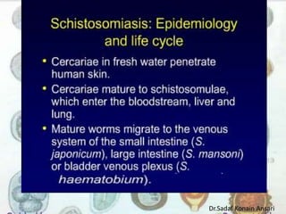 Dr.Sadaf Konain Ansari 
 