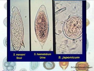Dr.Sadaf Konain Ansari 
 