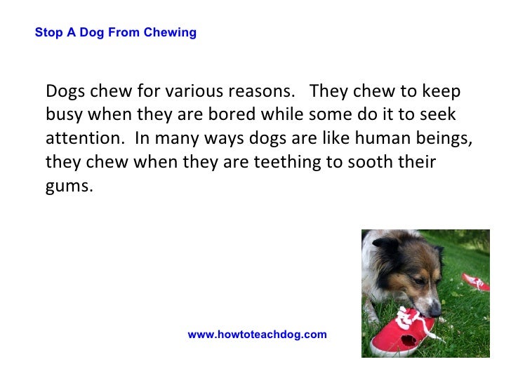 Stop A Dog From Chewing How To Control Your Dog's Chewing Habit