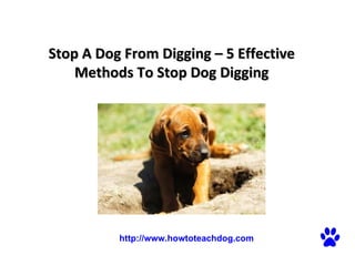 Stop A Dog From Digging – 5 Effective Methods To Stop Dog Digging   http://www.howtoteachdog.com 