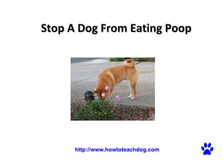 Stop A Dog From Eating Poop   http://www.howtoteachdog.com 