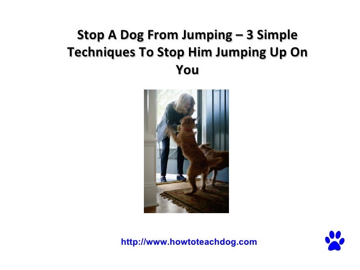 Stop A Dog From Jumping 3 Simple Techniques To Stop Him Jumping Up On You
