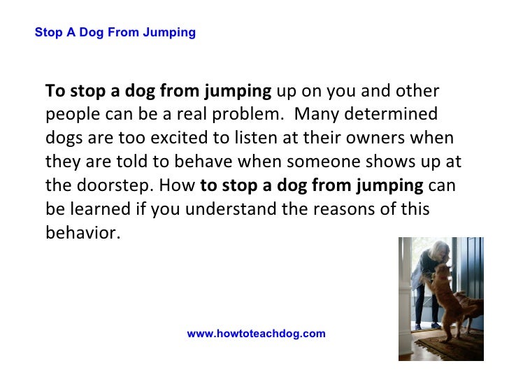 Stop A Dog From Jumping 3 Simple Techniques To Stop Him Jumping Up On You