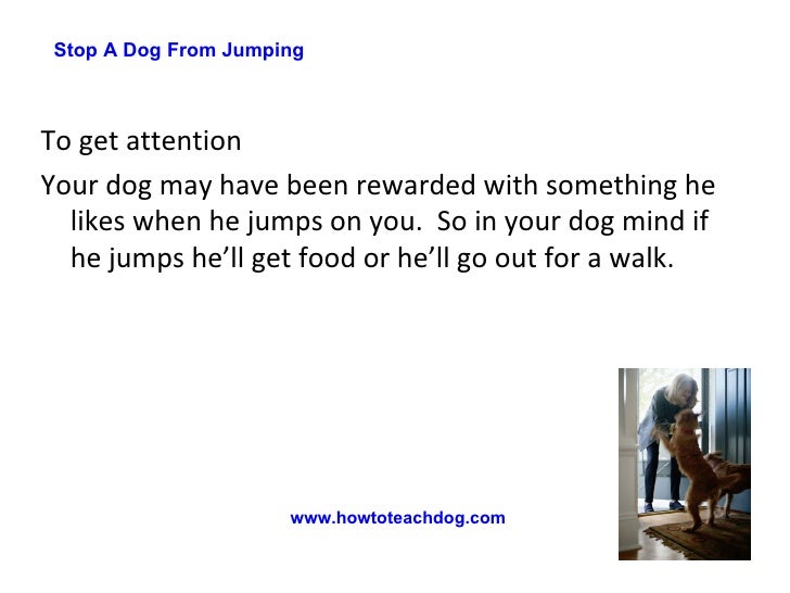Stop A Dog From Jumping 3 Simple Techniques To Stop Him Jumping Up On You