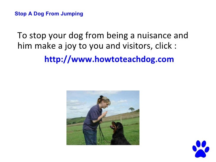 Stop A Dog From Jumping 3 Simple Techniques To Stop Him Jumping Up On You