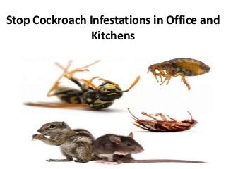 Stop Cockroach Infestations in Office and
Kitchens
 