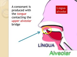 A consonant is
produced with
the tongue
contacting the
upper alveolar
bridge

Linguaalveolar

 