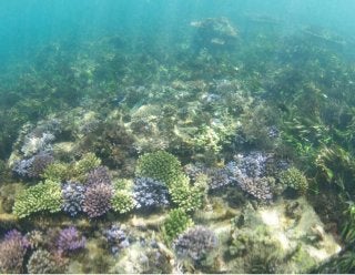 Pilot Project 1: New reef to stop erosion of turtle nesting beaches. Bali Turtle Island (Pulau Serangan), Bali.  Photographer: Jason Wollcott/LEWHS.com