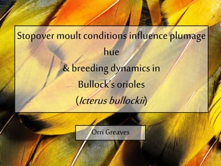 Stopover moult conditions influence plumage 
hue 
& breeding dynamics in 
Bullock’s orioles 
(Icterus bullockii ) 
Orri Greaves 
 