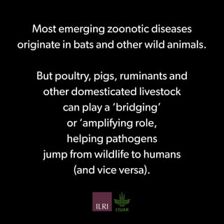 Preventing the next pandemic: a 12-slide primer on emerging zoonotic diseases