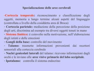 Specializzazione delle aree cerebrali
-Corteccia temporale: riconoscimento e classificazione degli
oggetti, memoria a lungo termine alcuni aspetti del linguaggio
(controllata a livello della cosiddetta area di Broca)
- Corteccia parietale: mediazione della percezione della posizione
degli arti, discrimina ad esempio tra diversi oggetti tenuti in mano
- Sistema limbico: è coinvolto nella motivazione, nell’elaborazione
degli istinti e delle emozioni
- Gangli della base: controllo del movimento
- Talamo: trasmette informazioni provenienti dai recettori
sensoriali alla corteccia cerebrale
- Nuclei genicolati laterali del talamo: ricevono informazioni dagli
occhi e le inviano alle aree visive primarie del lobo occipitale.
- Ipotalamo:o controlla il sistema endocrino
 