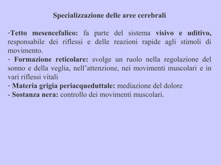 Specializzazione delle aree cerebrali
-Tetto mesencefalico: fa parte del sistema visivo e uditivo,
responsabile dei riflessi e delle reazioni rapide agli stimoli di
movimento.
- Formazione reticolare: svolge un ruolo nella regolazione del
sonno e della veglia, nell’attenzione, nei movimenti muscolari e in
vari riflessi vitali
- Materia grigia periacqueduttale: mediazione del dolore
- Sostanza nera: controllo dei movimenti muscolari.
 