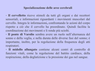 Specializzazione delle aree cerebrali
- Il cervelletto riceve stimoli da tutti gli organi e dai recettori
sensoriali, e informazioni riguardanti i movimenti muscolari dal
cervello. Integra le informazioni, confrontando le azioni del corpo
rispetto a ciò che il cervello ha preordinato. Quindi facilita la
coordinazione dei movimenti e li rende più sciolti.
- Il ponte di Varolio sembra avere un ruolo nell’alternanza del
sonno e della veglia, e nella durata delle diverse fasi del sonno; è
importante, inoltre, per la regolazione della frequenza degli atti
respiratori.
- Il midollo allungato contiene alcuni centri di controllo di
funzioni vitali, come la regolazione del battito cardiaco, della
respirazione, della deglutizione e la pressione dei gas nel sangue.
 