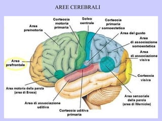 AREE CEREBRALI
 