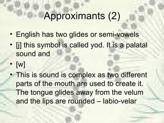 Approximants (2) English has two glides or semi-vowels  [j] this symbol is called yod. It is a palatal sound and  [w] This is sound is complex as two different parts of the mouth are used to create it. The tongue glides away from the velum and the lips are rounded – labio-velar 