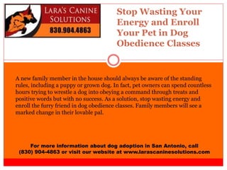 Stop Wasting Your
Energy and Enroll
Your Pet in Dog
Obedience Classes
For more information about dog adoption in San Antonio, call
(830) 904-4863 or visit our website at www.larascaninesolutions.com
A new family member in the house should always be aware of the standing
rules, including a puppy or grown dog. In fact, pet owners can spend countless
hours trying to wrestle a dog into obeying a command through treats and
positive words but with no success. As a solution, stop wasting energy and
enroll the furry friend in dog obedience classes. Family members will see a
marked change in their lovable pal.
 