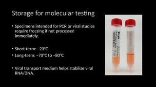 Transport Pcr Examples Comprehensive Guide to Storage and Processing of Clinical Specimens in ...