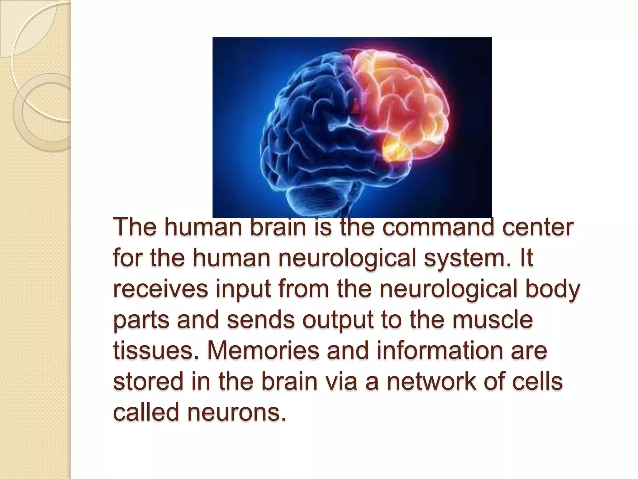 The human brain is the command center
for the human neurological system. It
receives input from the neurological body
parts and sends output to the muscle
tissues. Memories and information are
stored in the brain via a network of cells
called neurons.