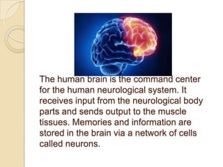 Memory Storage Capacity of Human Brain | PPT