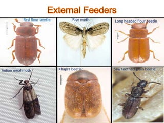 Storage entomology dr. man mohan kumar | PPT