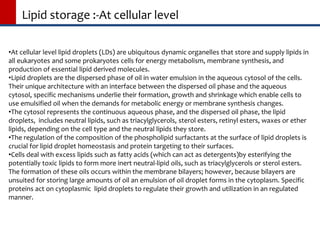 Lipid storage :-At cellular level
•At cellular level lipid droplets (LDs) are ubiquitous dynamic organelles that store and supply lipids in
all eukaryotes and some prokaryotes cells for energy metabolism, membrane synthesis, and
production of essential lipid derived molecules.
•Lipid droplets are the dispersed phase of oil in water emulsion in the aqueous cytosol of the cells.
Their unique architecture with an interface between the dispersed oil phase and the aqueous
cytosol, specific mechanisms underlie their formation, growth and shrinkage which enable cells to
use emulsified oil when the demands for metabolic energy or membrane synthesis changes.
•The cytosol represents the continuous aqueous phase, and the dispersed oil phase, the lipid
droplets, includes neutral lipids, such as triacylglycerols, sterol esters, retinyl esters, waxes or ether
lipids, depending on the cell type and the neutral lipids they store.
•The regulation of the composition of the phospholipid surfactants at the surface of lipid droplets is
crucial for lipid droplet homeostasis and protein targeting to their surfaces.
•Cells deal with excess lipids such as fatty acids (which can act as detergents)by esterifying the
potentially toxic lipids to form more inert neutral-lipid oils, such as triacylglycerols or sterol esters.
The formation of these oils occurs within the membrane bilayers; however, because bilayers are
unsuited for storing large amounts of oil an emulsion of oil droplet forms in the cytoplasm. Specific
proteins act on cytoplasmic lipid droplets to regulate their growth and utilization in an regulated
manner.
 