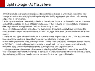 Lipid storage :-At Tissue level
•Initially evolved as a facultative response to nutrient deprivation in unicellular organisms, lipid
storage in the form of triacylglycerol is primarily handled by a group of specialized cells, namely
adipocytes in vertebrates.
• Adipocytes constitute the majority of cells in the adipose tissue, an active endocrine and immune
organ that secretes a plethora of factors (adipokines) that regulate several metabolic processes
(like regulation of energy homeostasis) in distant body tissues.
•Excessive fat accumulation and adipocyte dysfunction (resultant obesity)have been linked to
various health complications such as insulin resistant, type 2 diabetes, cardiovascular diseases and
cancer.
• There are two types of fat tissue found in humans: white adipose tissue (WAT) that accumulates
lipids, and brown adipose tissue (BAT) that can burn lipids to produce heat.
•BAT is mainly found in babies, although recent studies show that adults may retain a small amount
of BAT.BAT is considered important in obesity research as it represents a potential pathway by
which the body can control metabolism by burning excess lipid to produce heat.
• Using gene expression analysis, immunophenotyping and differentiation tools, they found the
two cell types had different properties, in particular in their potential to differentiate into BAT cells,
thus indicating a different developmental pathway for the two types of fat cells..
 