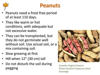 Peanuts
• Peanuts need a frost-free period
of at least 110 days.
• They like warm or hot
conditions, with adequate but
not...