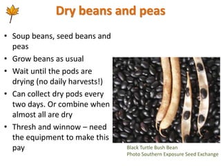 Dry beans and peas
• Soup beans, seed beans and
peas
• Grow beans as usual
• Wait until the pods are
drying (no daily harv...